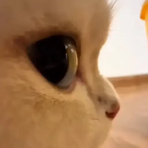 Figurinha de gatos para WhatsApp (9 de 15)