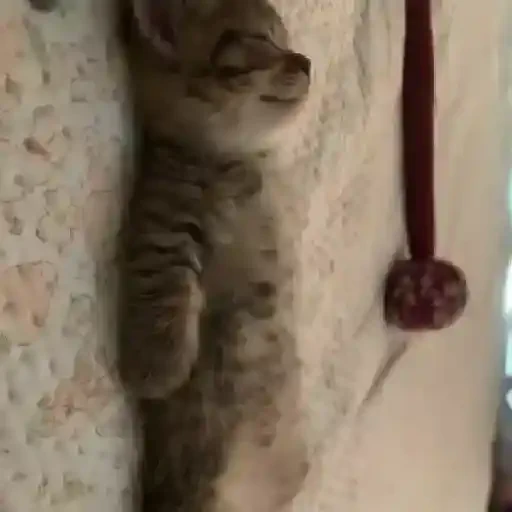 Figurinha de gatos para WhatsApp (10 de 15)