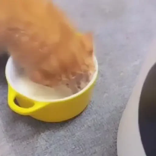 Figurinha de gatos para WhatsApp (11 de 15)