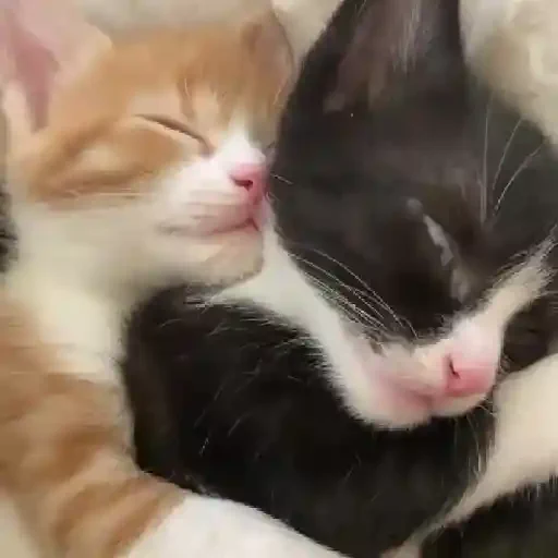 Figurinha de gatos para WhatsApp (13 de 15)