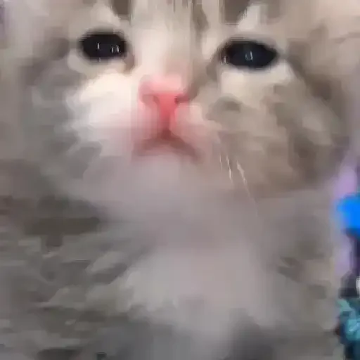 Figurinha de gatos para WhatsApp (14 de 15)
