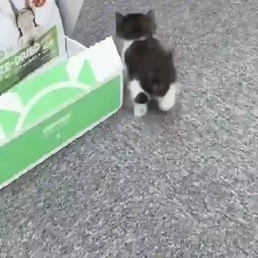 Figurinha de gatos para WhatsApp (15 de 15)