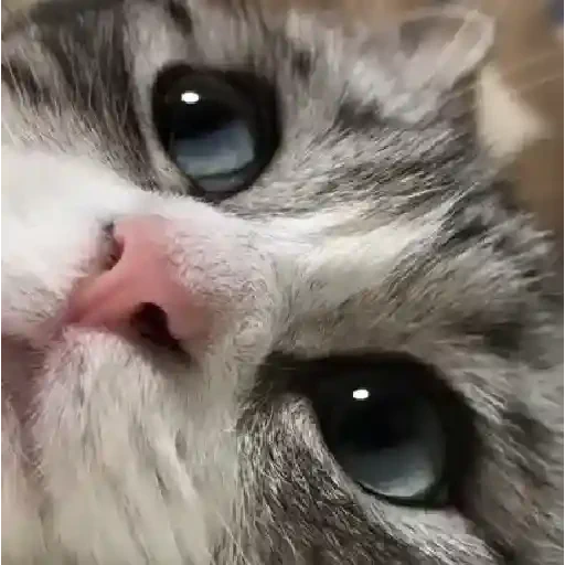 Figurinha de gatos animados ou nem tanto (1 de 30)