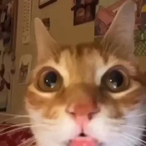 Figurinha de gatos animados ou nem tanto (2 de 30)