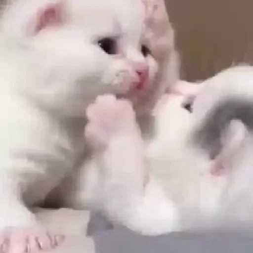 Figurinha de gatos animados ou nem tanto (3 de 30)