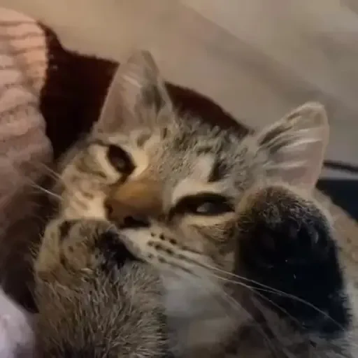 Figurinha de gatos animados ou nem tanto (4 de 30)