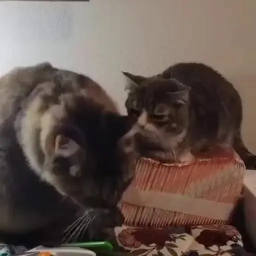 Figurinha de gatos animados ou nem tanto (5 de 30)