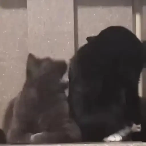 Figurinha de gatos animados ou nem tanto (6 de 30)