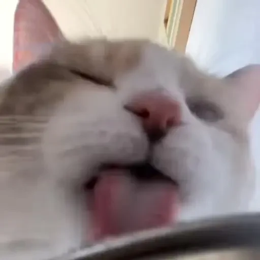 Figurinha de gatos animados ou nem tanto (7 de 30)