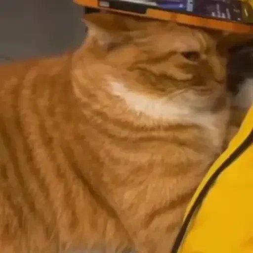 Figurinha de gatos animados ou nem tanto (9 de 30)