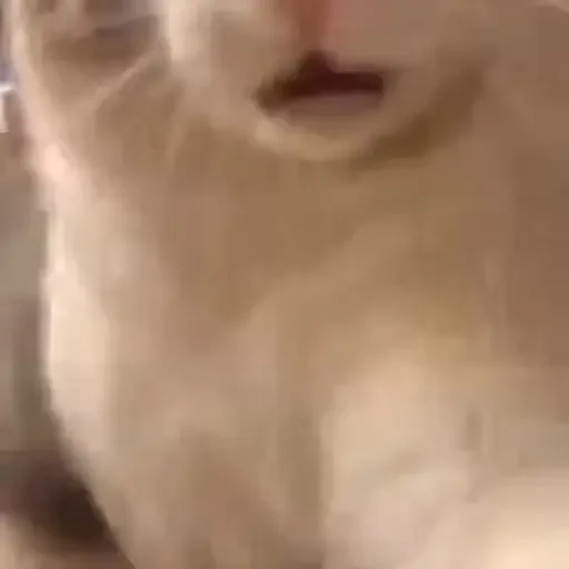 Figurinha de gatos animados ou nem tanto (10 de 30)