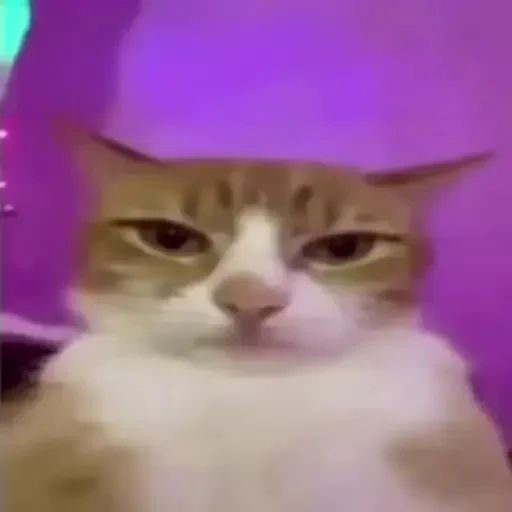 Figurinha de gatos animados ou nem tanto (11 de 30)