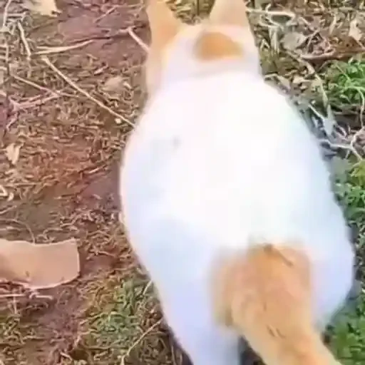Figurinha de gatos animados ou nem tanto (12 de 30)