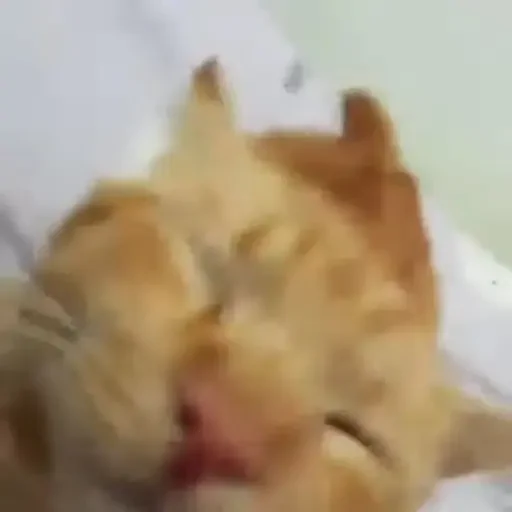 Figurinha de gatos animados ou nem tanto (13 de 30)
