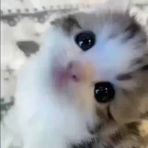Figurinha de gatos animados ou nem tanto (14 de 30)