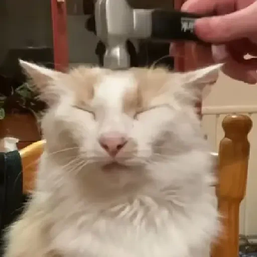 Figurinha de gatos animados ou nem tanto (15 de 30)