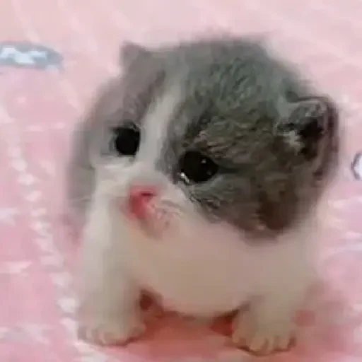 Figurinha de gatos animados ou nem tanto (16 de 30)