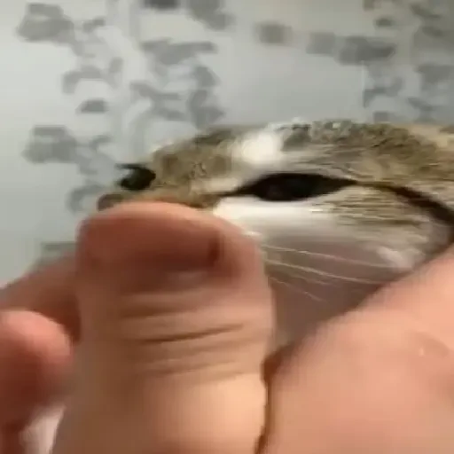 Figurinha de gatos animados ou nem tanto (17 de 30)