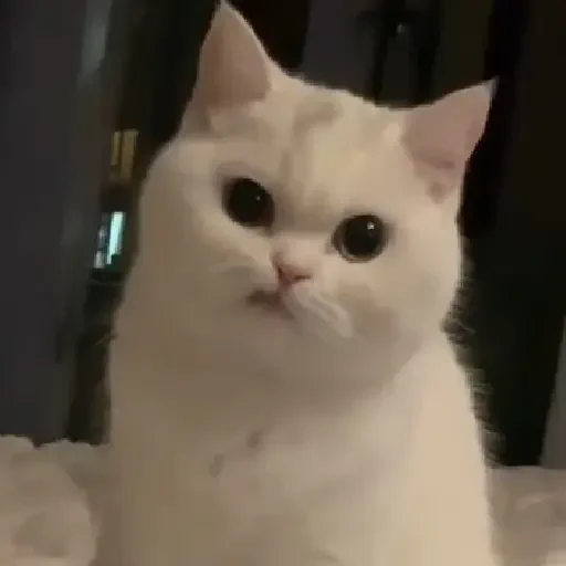 Figurinha de gatos animados ou nem tanto (18 de 30)