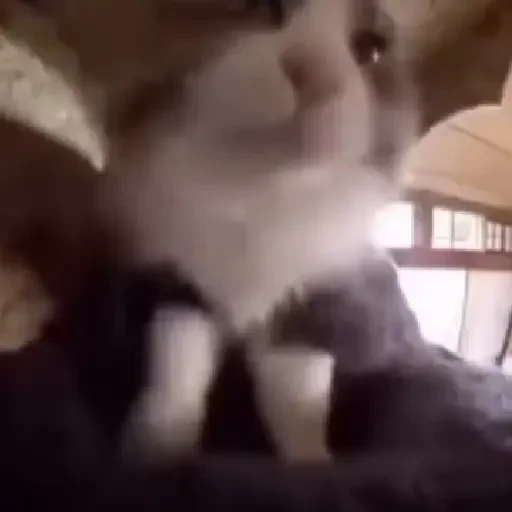 Figurinha de gatos animados ou nem tanto (19 de 30)