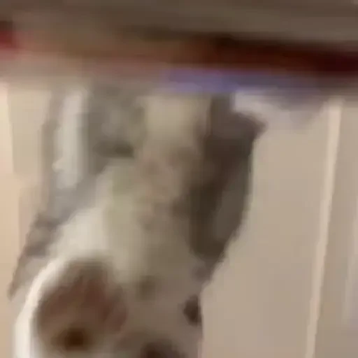 Figurinha de gatos animados ou nem tanto (20 de 30)