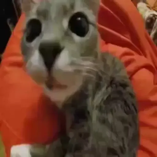 Figurinha de gatos animados ou nem tanto (21 de 30)