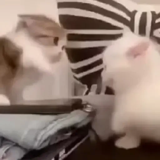 Figurinha de gatos animados ou nem tanto (22 de 30)