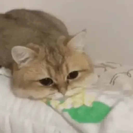 Figurinha de gatos animados ou nem tanto (23 de 30)
