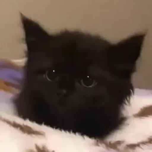 Figurinha de gatos animados ou nem tanto (24 de 30)