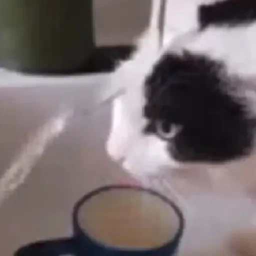 Figurinha de gatos animados ou nem tanto (25 de 30)