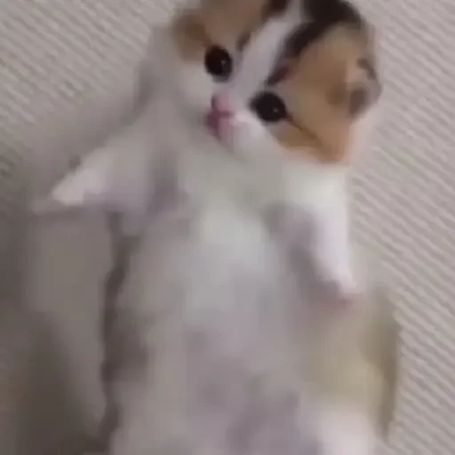 Figurinha de gatos animados ou nem tanto (26 de 30)