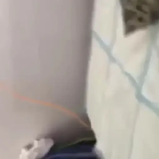 Figurinha de gatos animados ou nem tanto (27 de 30)