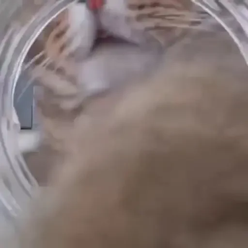 Figurinha de gatos animados ou nem tanto (28 de 30)