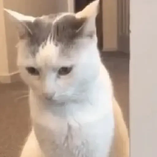 Figurinha de gatos animados ou nem tanto (29 de 30)