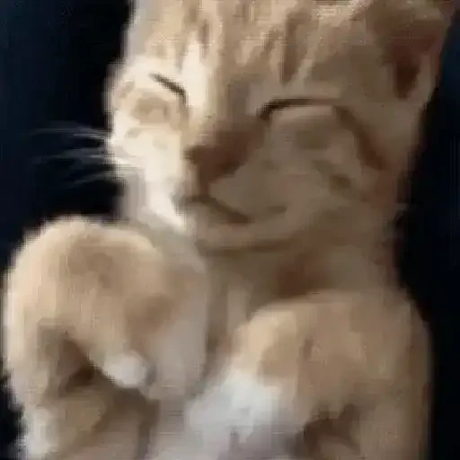 Figurinha de gatos animados ou nem tanto (30 de 30)