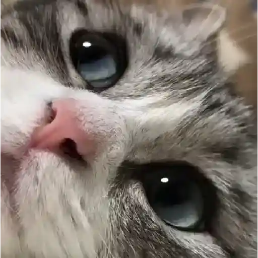 Figurinhas de gatos animados ou nem tanto para WhatsApp