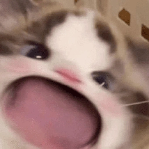 Figurinha de gatos fofos e caóticos 🐱 (3 de 15)