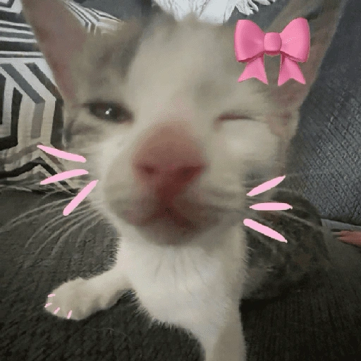 Figurinha de gatos fofos e caóticos 🐱 (6 de 15)