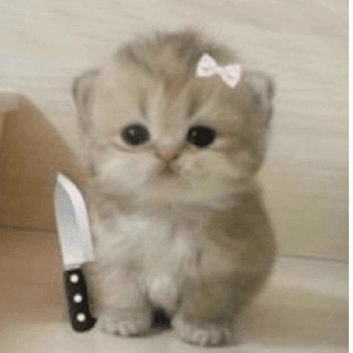 Figurinha de gatos fofos e caóticos 🐱 (7 de 15)
