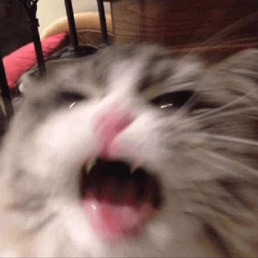 Figurinha de gatos fofos e caóticos 🐱 (9 de 15)