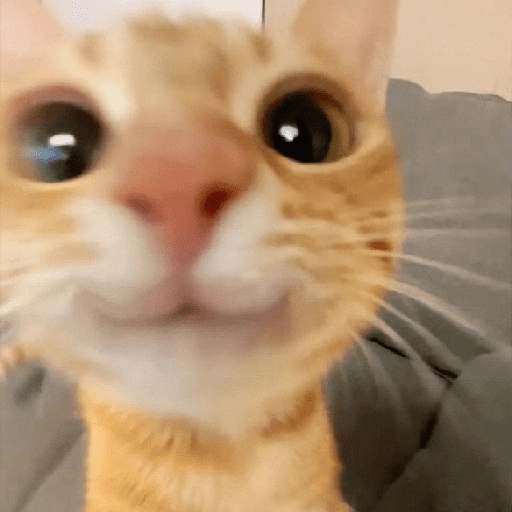 Figurinha de gatos fofos e caóticos 🐱 (11 de 15)