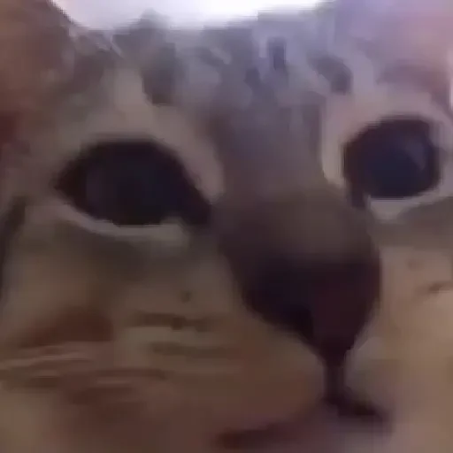 Figurinha de Gatos. | @illvocano  𝐇aki. para WhatsApp (1 de 16)