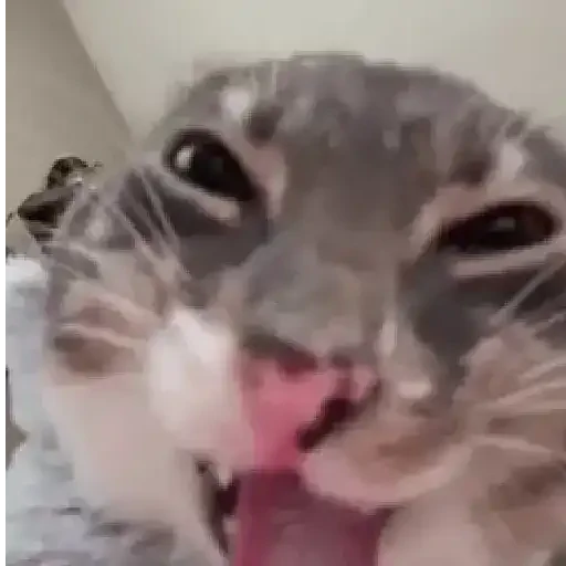 Figurinha de Gatos. | @illvocano  𝐇aki. para WhatsApp (2 de 16)