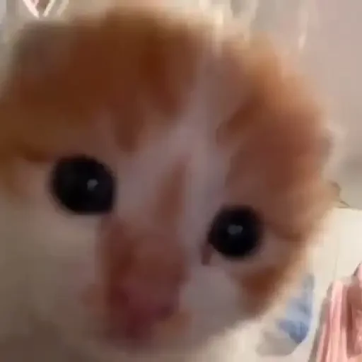 Figurinha de Gatos. | @illvocano  𝐇aki. para WhatsApp (3 de 16)