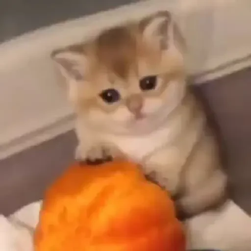 Figurinha de Gatos. | @illvocano  𝐇aki. para WhatsApp (4 de 16)