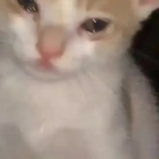 Figurinha de Gatos. | @illvocano  𝐇aki. para WhatsApp (5 de 16)