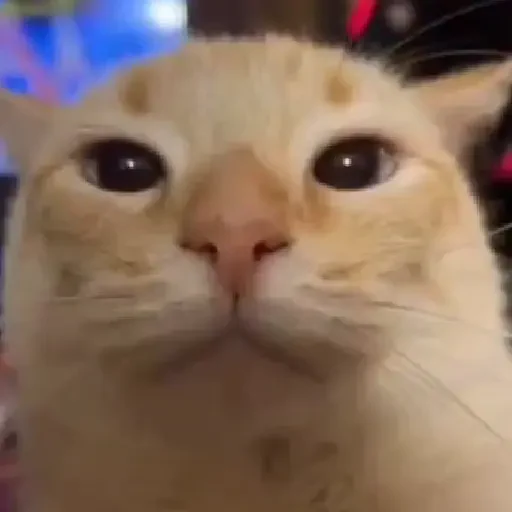 Figurinha de Gatos. | @illvocano  𝐇aki. para WhatsApp (6 de 16)