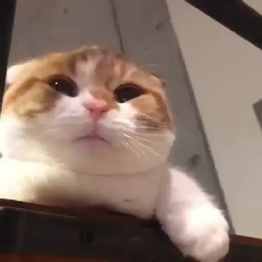 Figurinha de Gatos. | @illvocano  𝐇aki. para WhatsApp (7 de 16)