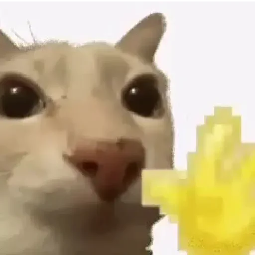 Figurinha de Gatos. | @illvocano  𝐇aki. para WhatsApp (8 de 16)