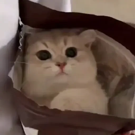 Figurinha de Gatos. | @illvocano  𝐇aki. para WhatsApp (9 de 16)